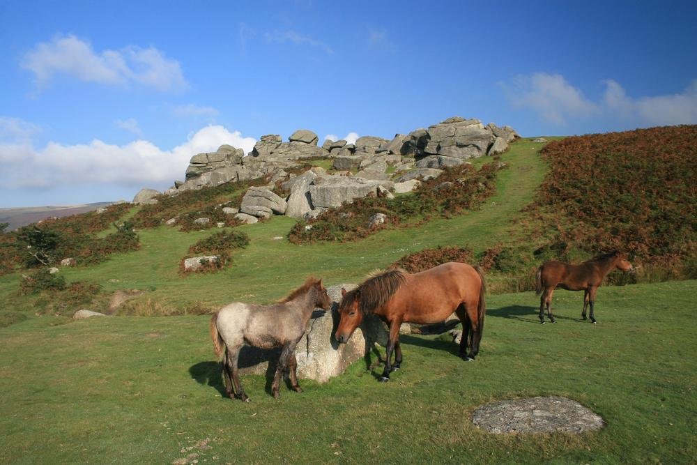 Dartmoor National Park