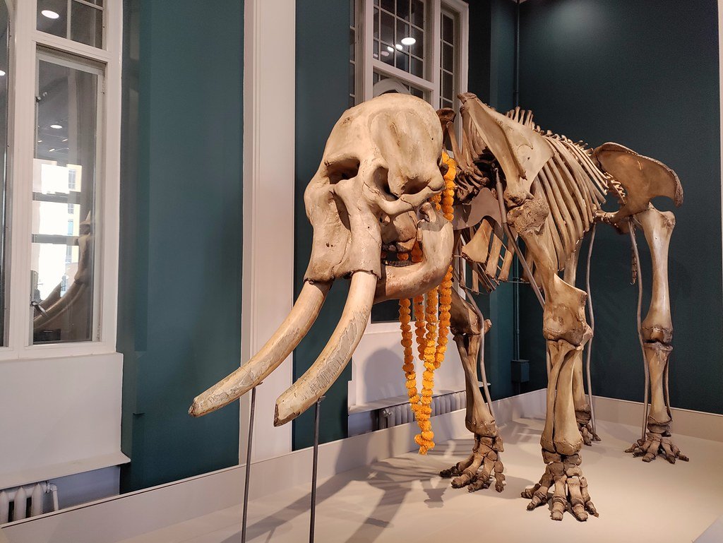 Manchester Museum image 1