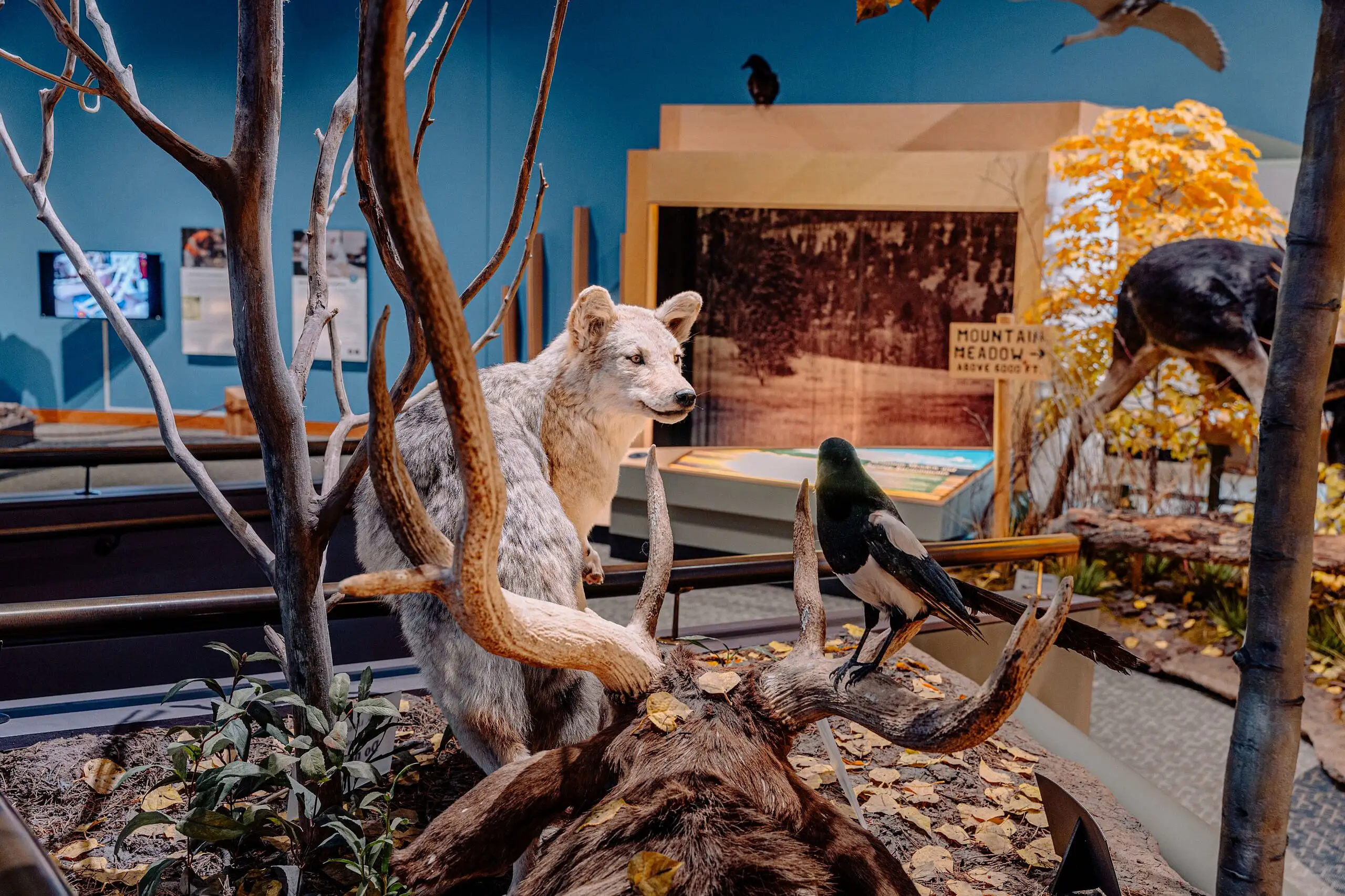 Natural History Museum image 2